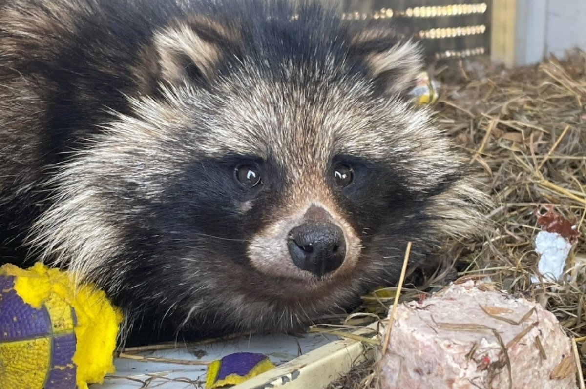    Томский ветеринар выходила истощенную енотовидную собаку
