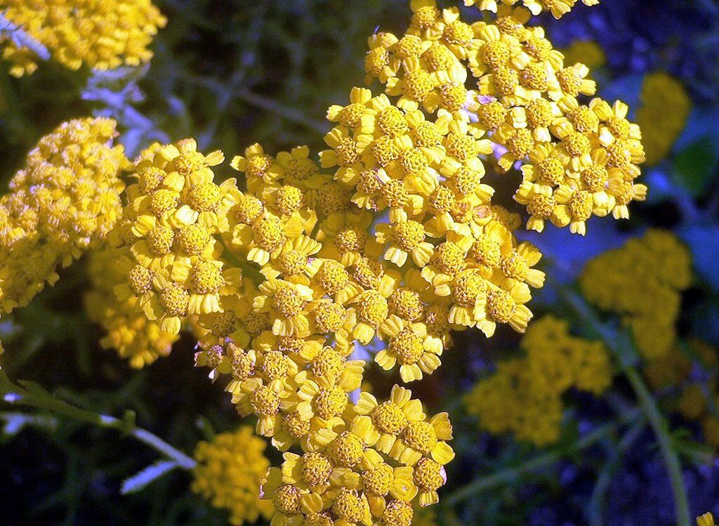 Источник: https://live.staticflickr.com/3312/3592177829_5b0f2b7545_b.jpg