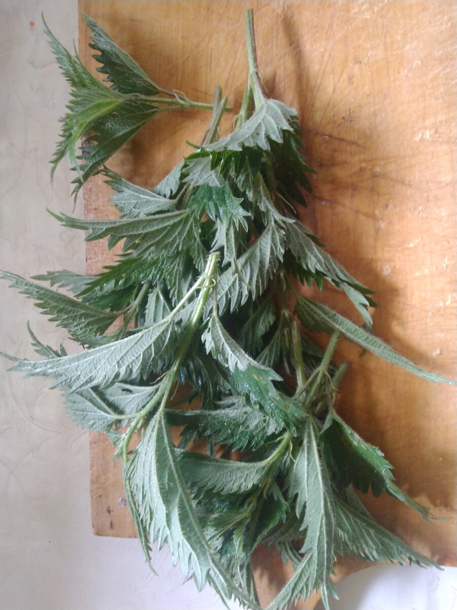 Крапива уже не совсем майская. Может уколоть.