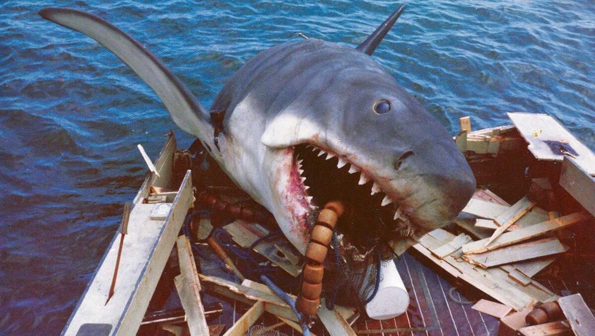 Тест какая ты акула. Акула какие песни. Акула мако детеныш. Акула игра hungry shark. Гангская акула.