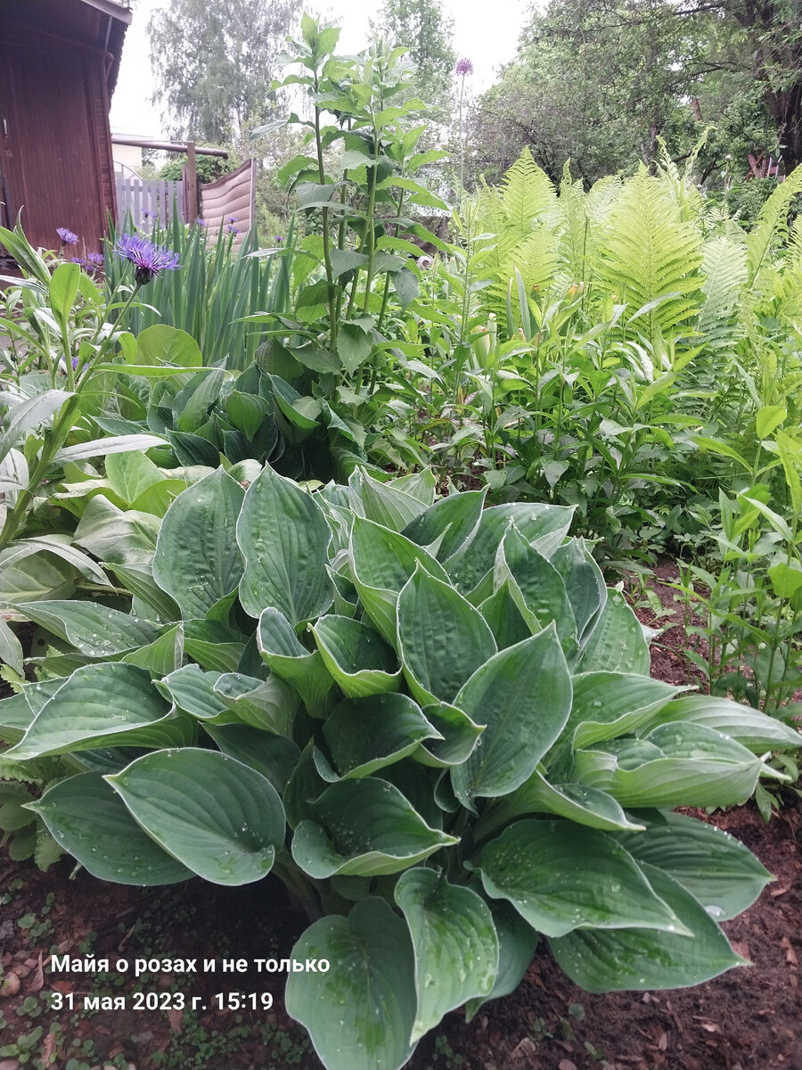 Одна из шикарных хост вдоль общего прохода.