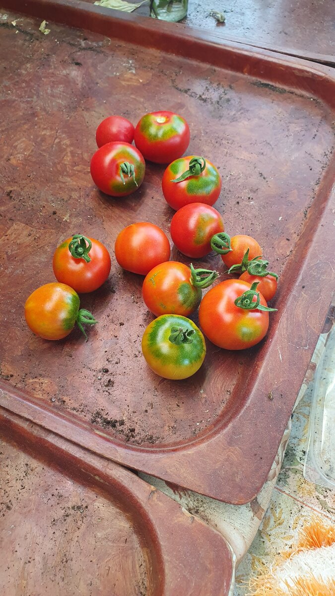 Не крупные, но свои, первые и самые вкусные.