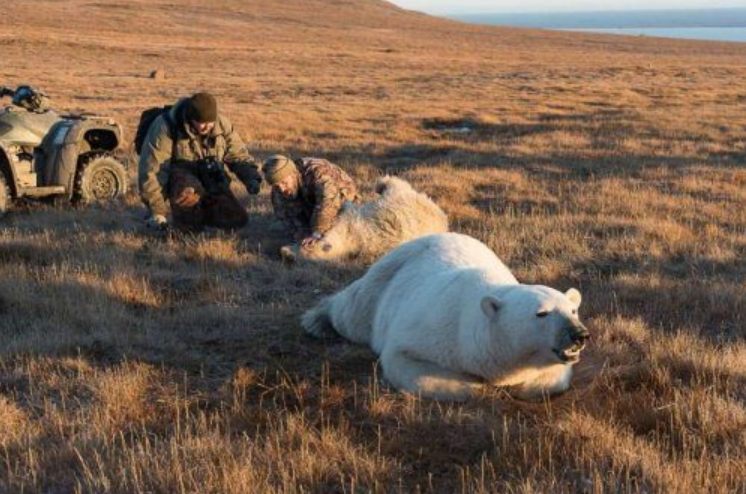 Мужчины принялись спасать медвежонка еще до того, как медведица уснула. А она и не собиралась нападать, сознательно пришла к людям за помощью