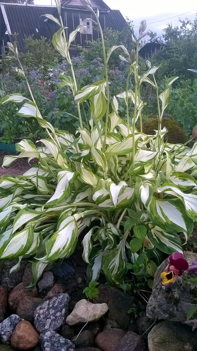 Фото автора. Хоста подарочная от одноклассницы