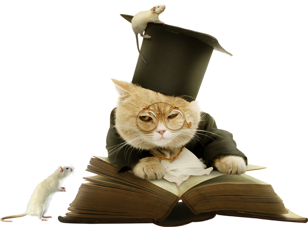 Кот Василий вам в помощь