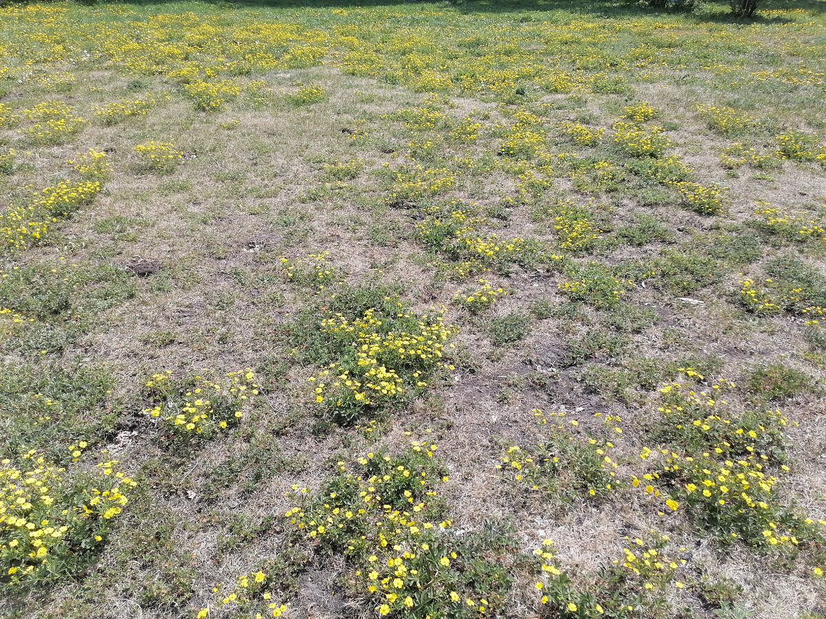 Такая вот полянка по дороге из дома на дачу