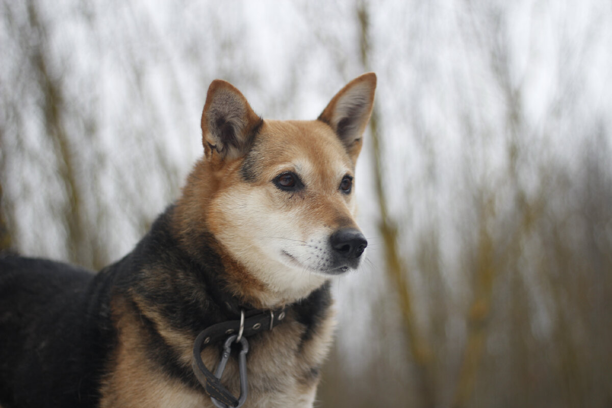 На фото: Рыжуля