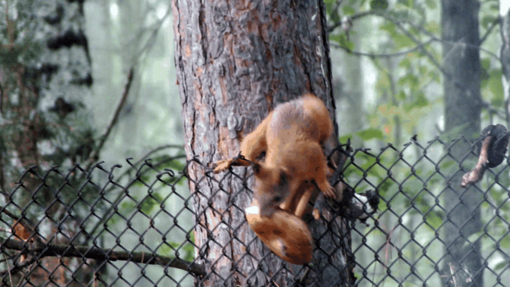 Кадры из видео "Белка и один большой гриб"