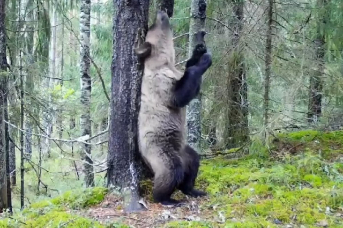    Видео: медведь танцует задорный танец посреди леса в Ленобласти