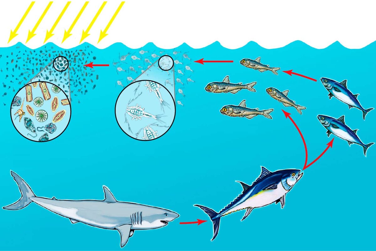 Цепь фитопланктон зоопланктон. Цепи питания. Морская пищевая цепь. Пищевая цепочка в океане. Цепь питания в океане.