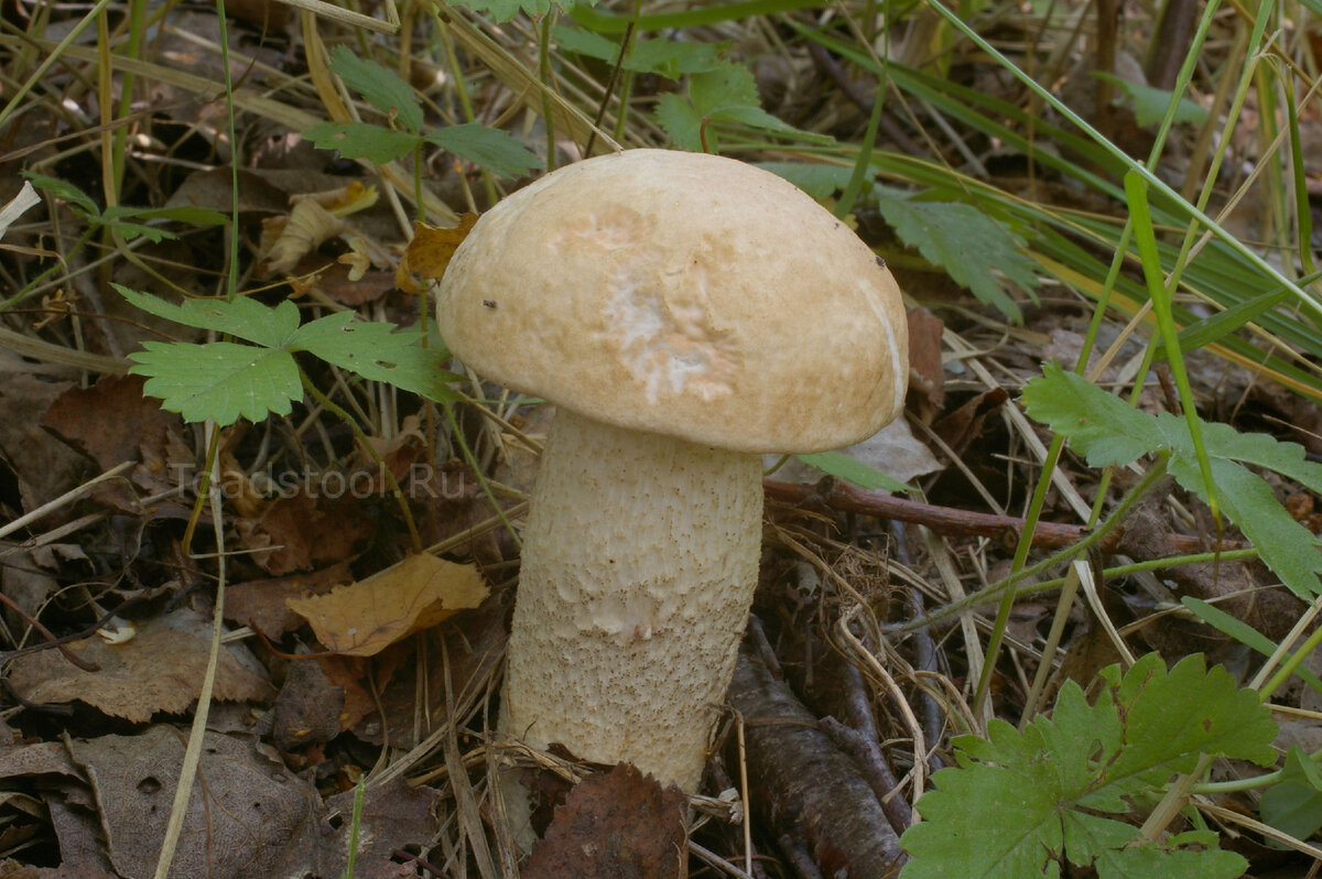 Покажи подосиновик белый. Осиновик белый подосиновик белый. Розовый подосиновик. Подосиновик белоножковый. Подосиновик с белой ножкой