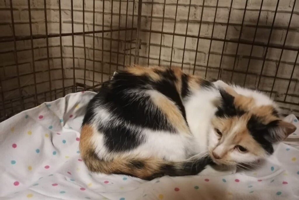 Фото: Благотворительный фонд «ЗООзащита»