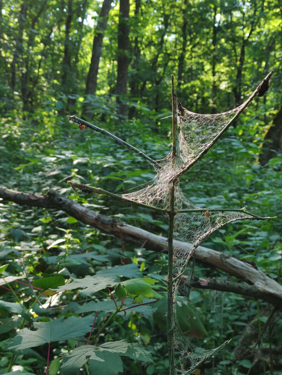 Лес на Машуке (июнь 2023 года)