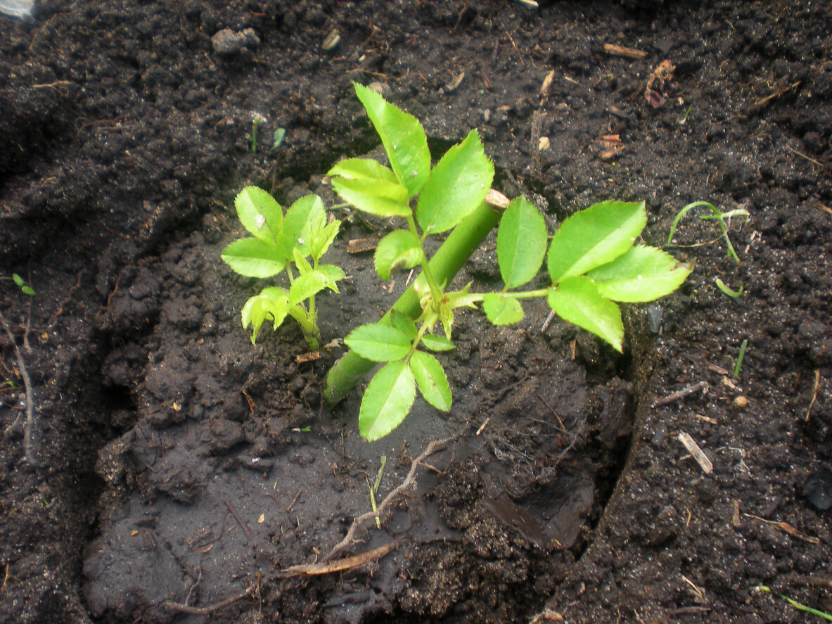    Как добиться успеха при размножении роз черенками?