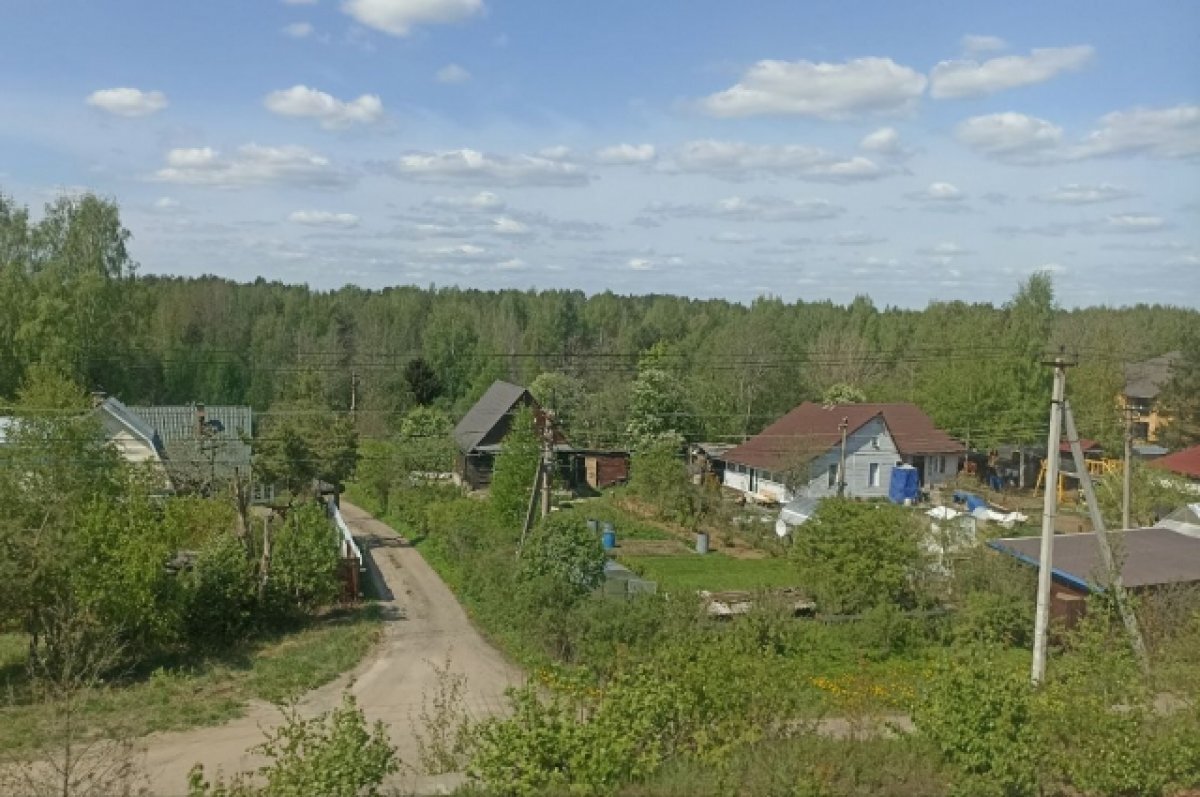    Большую плантацию конопли обнаружили на даче в Ленобласти