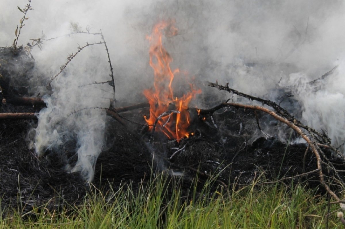    В Знаменском районе Омска потушен крупный лесной пожар
