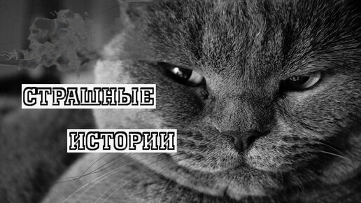 Истории на ночь кот. Макросемка коты.