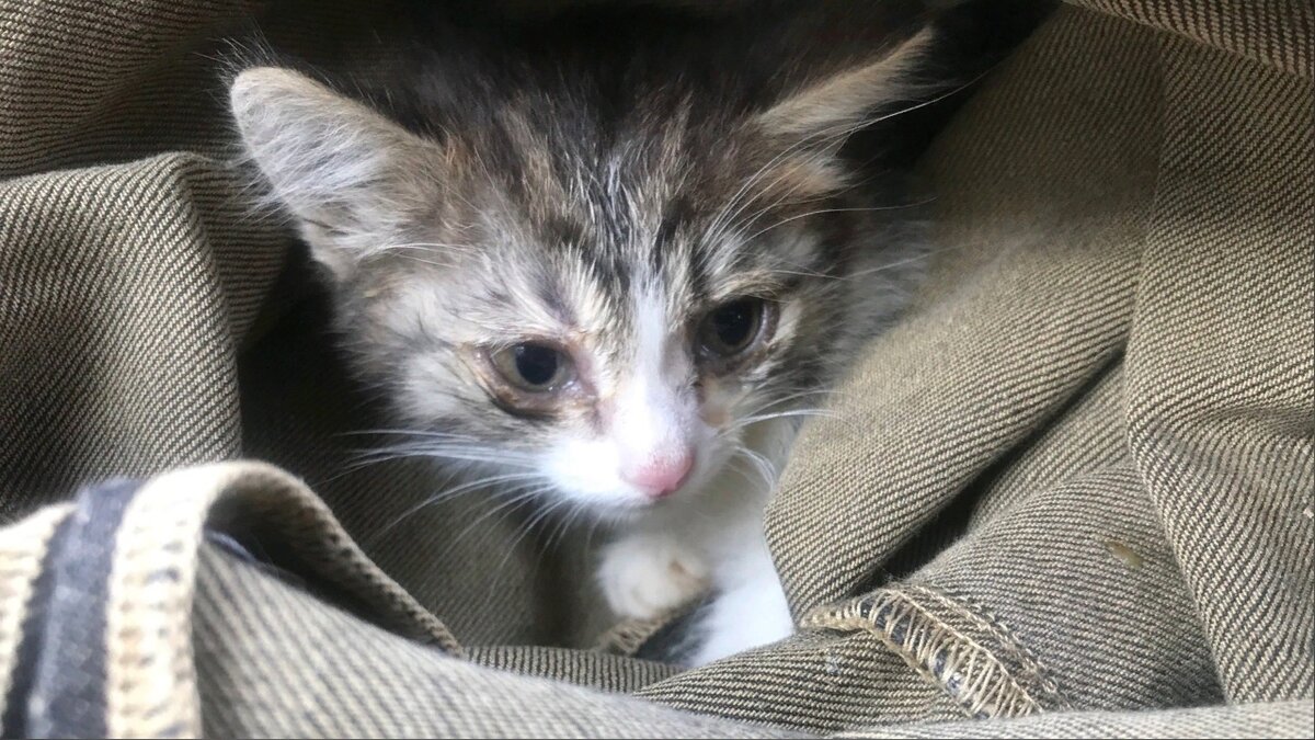 Кот 2 дня. Спасение котенка тиффани. котенок до конца отпуска.
