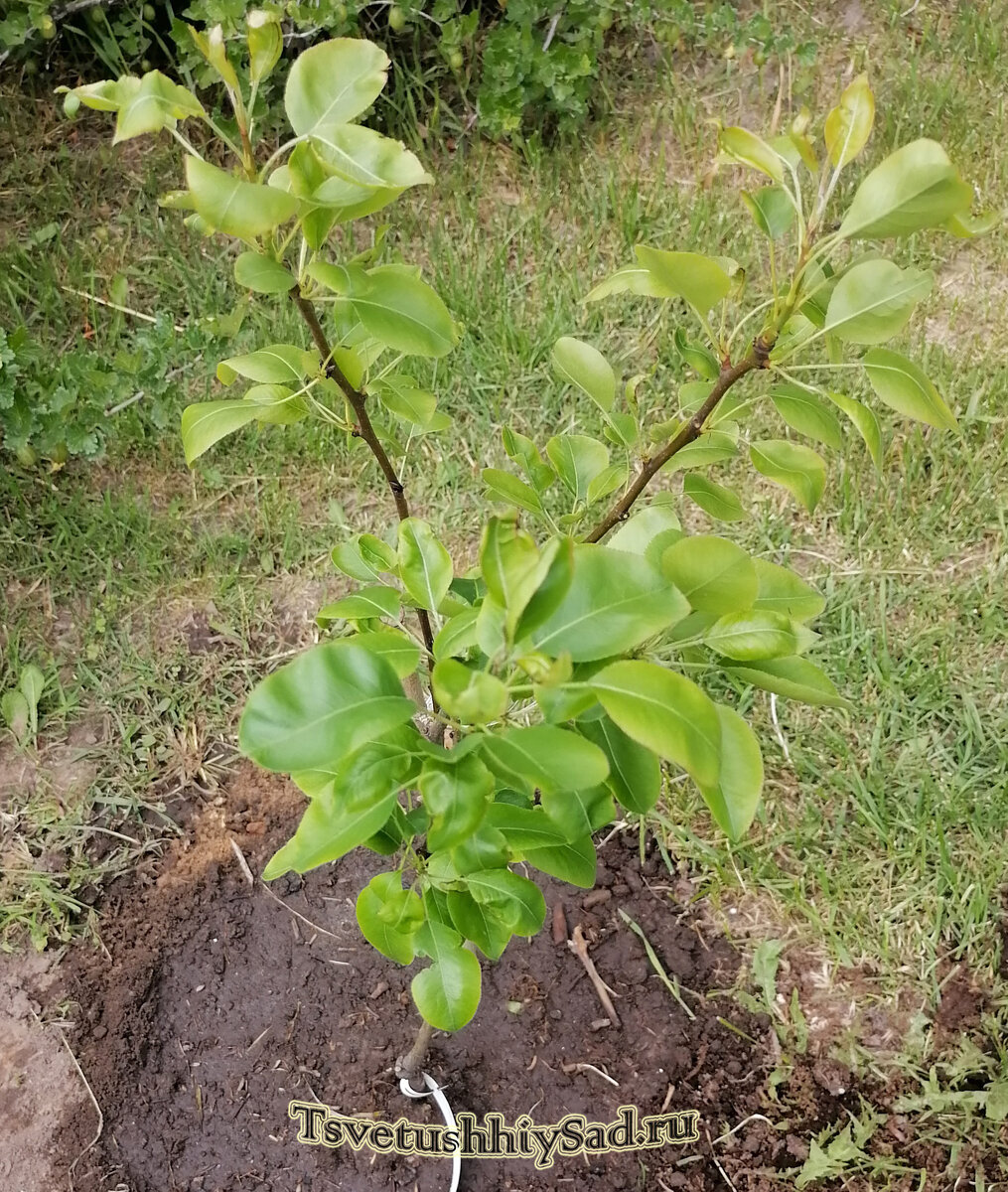 Саженец груши Просто Мария высажен в открытый грунт 11.06.23 г.