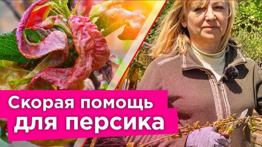 На персике курчавость листьев и камедетечение? Вот как можно спасти дерево!