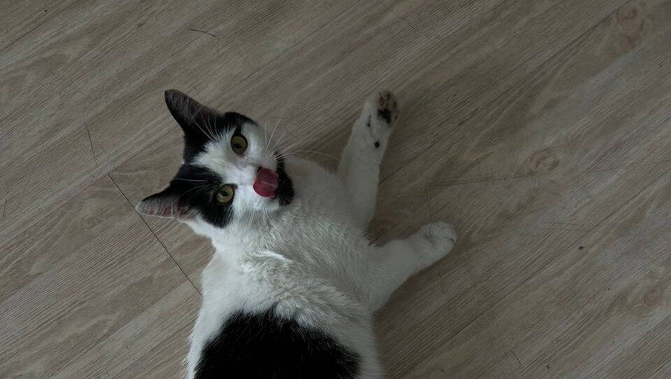     Люди нашли напуганного кота в центре Владивостока совершенно одного — без своего хозяина-мопедиста. Пользователи соцсетей сообщили, что сперва рулевой устроил экстремальную поездку с котом на спине, после чего оставил кота на улице и исчез в неизвестном направлении.