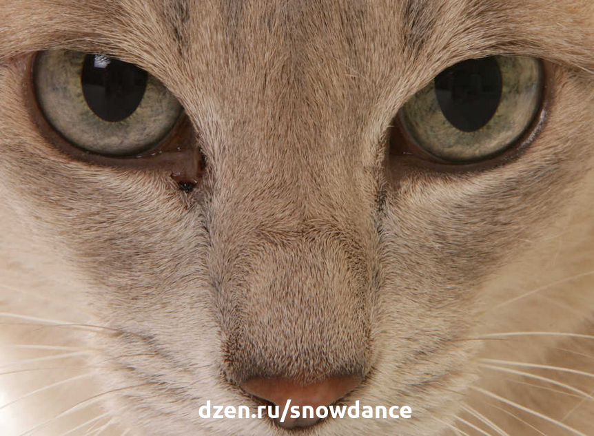 Кошка чихает и слезятся глаза — чем лечить?