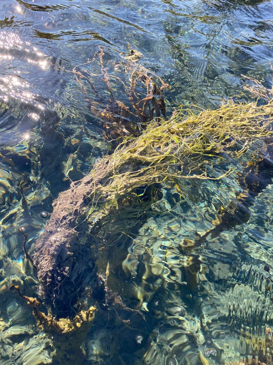 Растительность в Голубом озере