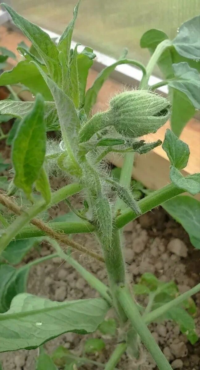 Бутон махрового цветка томата