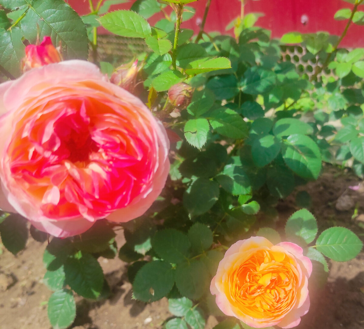 Розы. Солнце. Июнь.