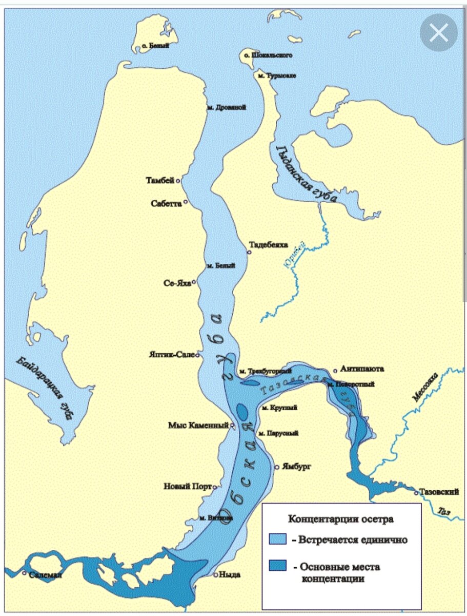 обь впадает в карское море