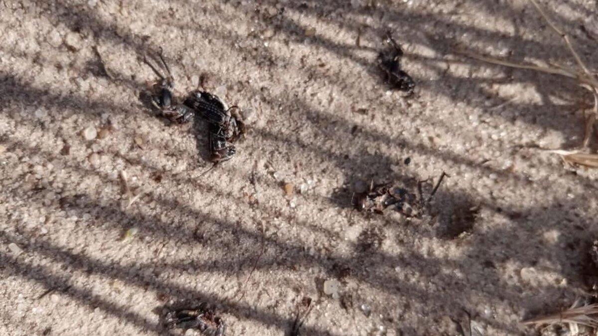     В хуторе Краснодонском Волгоградской области сняли видео нашествия саранчи, насекомые заполонили всё вокруг, сообщают жители Иловлинского района.