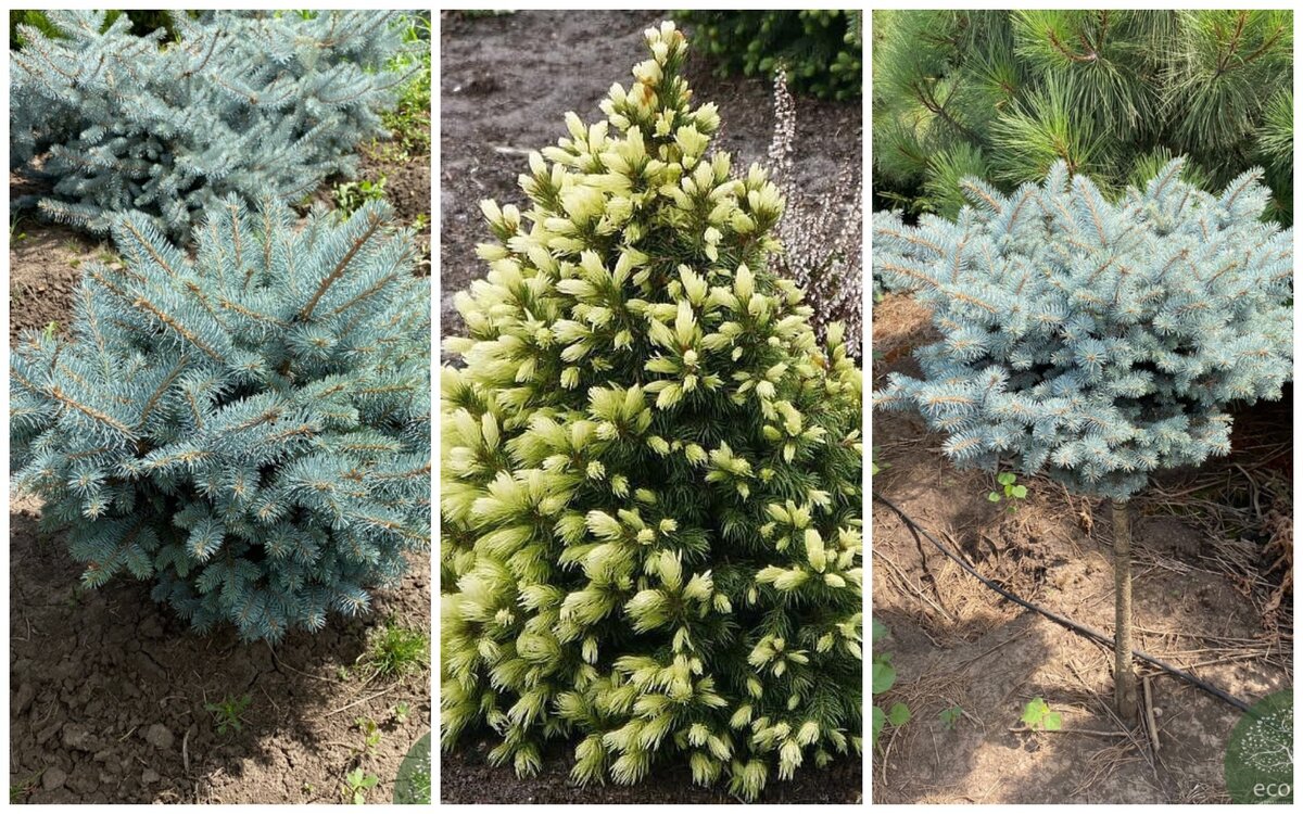 Если вы ищете эффективный и натуральный способ улучшить свое самочувствие, то обратите внимание на растения. Растения не только являются чудесным украшением для вашего дома, но также могут положительно влиять на ваше физическое и эмоциональное состояние. Они помогают создать комфортную и расслабленную атмосферу, в которой вы будете чувствовать себя гораздо лучше.