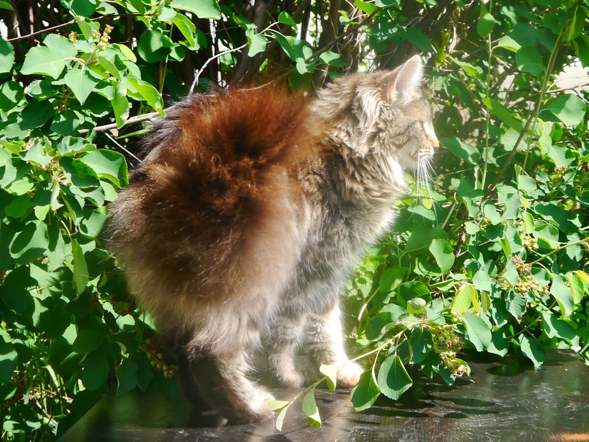 Норвежская лесная кошечка Диана, fashionpeak.ru 