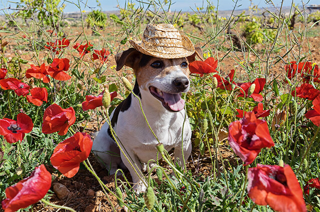    Фото: Shutterstock.com
