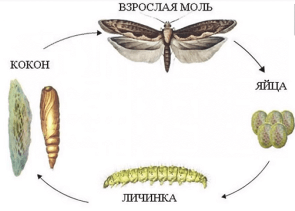 Развитие и размножение