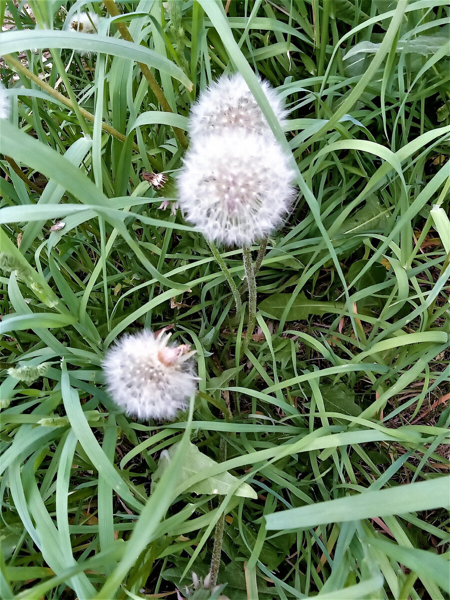 Мимолетность жизни. фото автора канала.