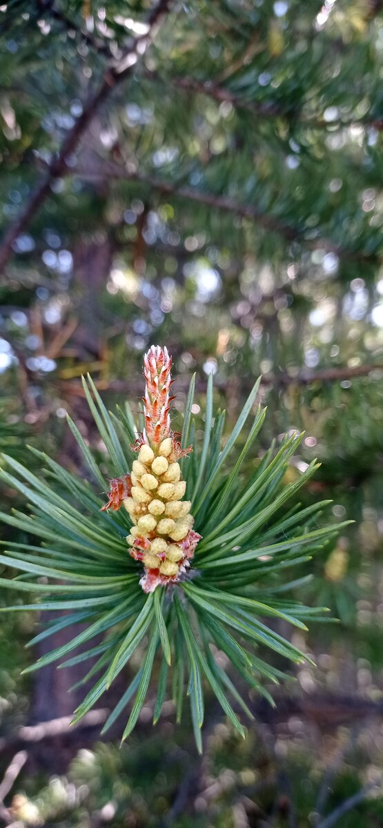 Растущие сосновые шишки