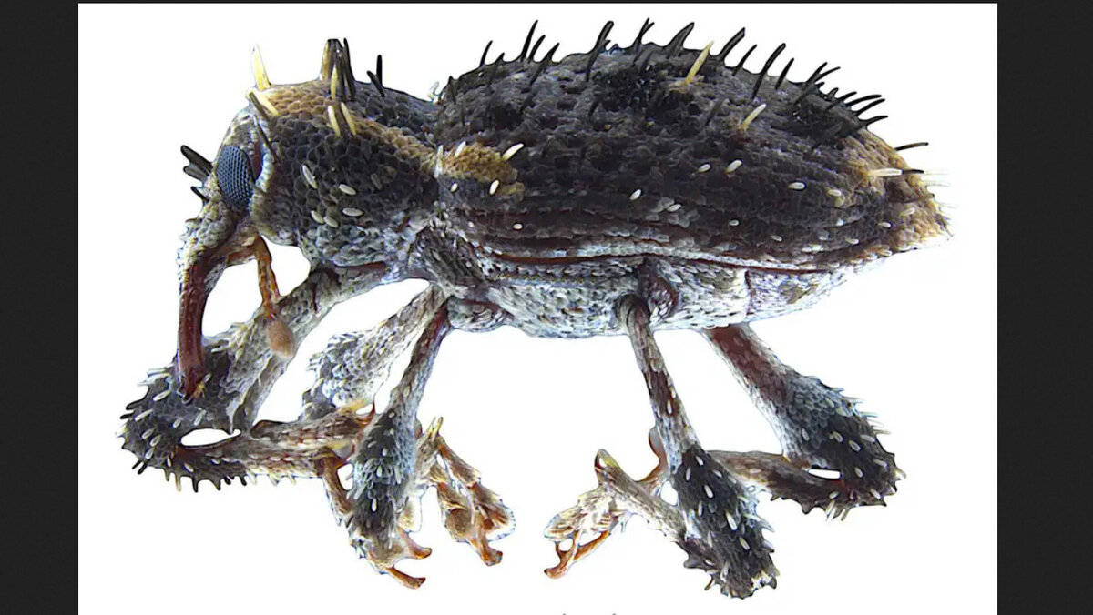     Местные колеоптерологи открыли на островах Рюкю вид, отличающийся уникальной щетинистостью.