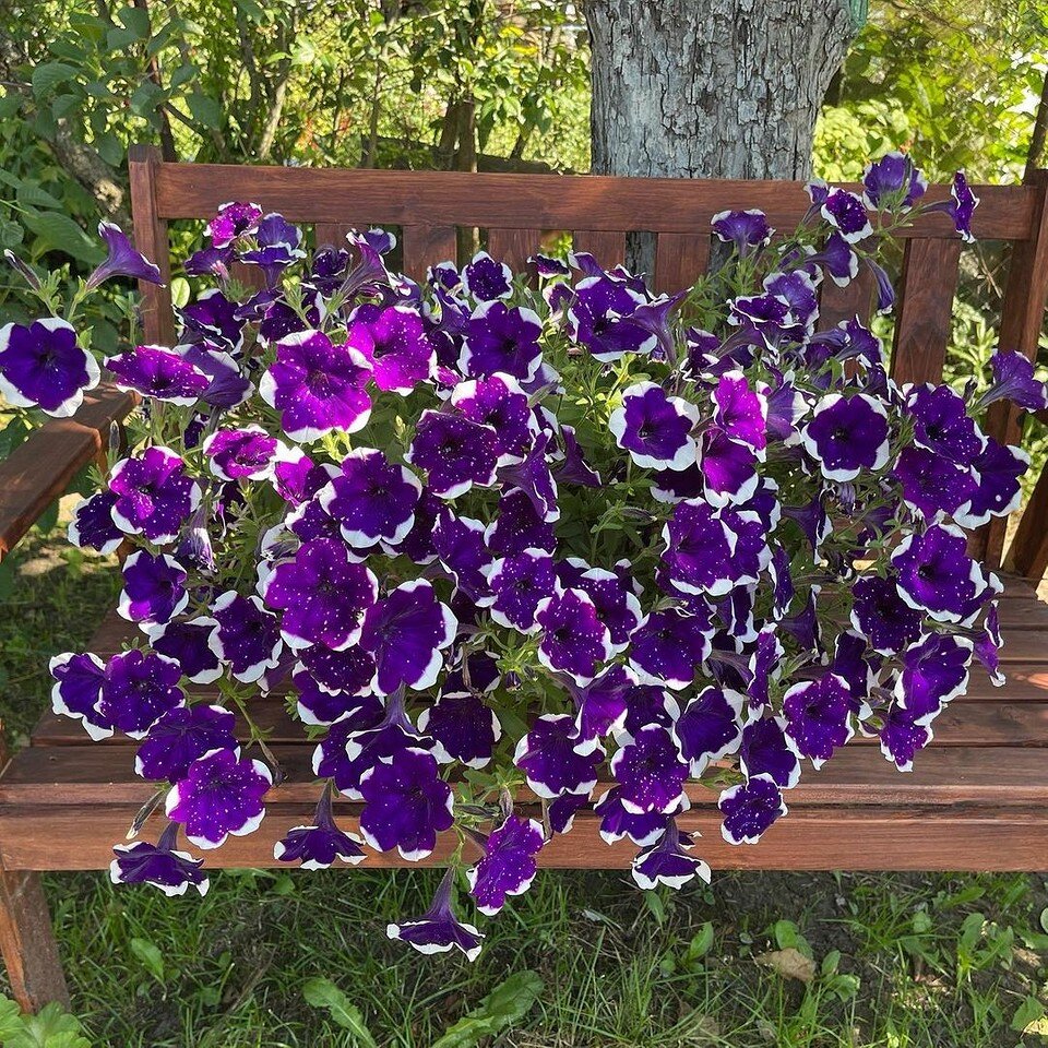    Соцсети блогера coleus_msk