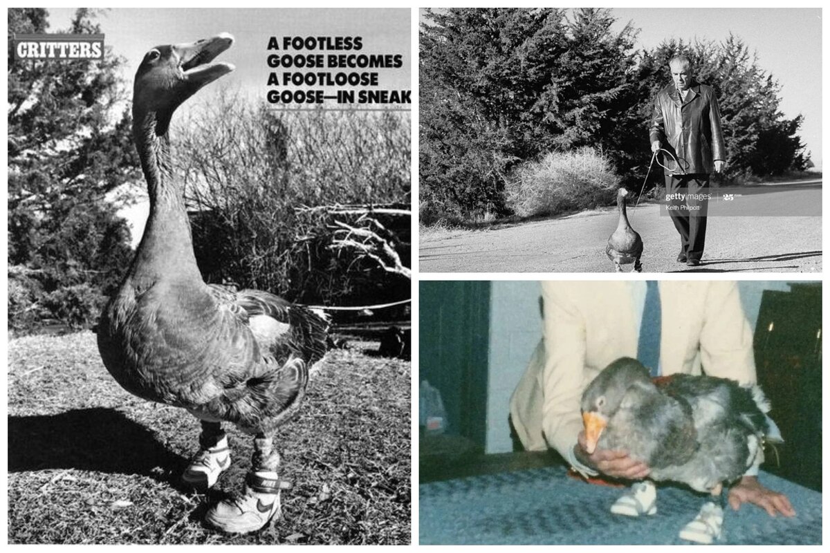 Авторство: Keith Philpolt. https://history.nebraska.gov/blog/andy-footless-goose, Добросовестное использование, https://ru.wikipedia.org/w/index.php?curid=8498988