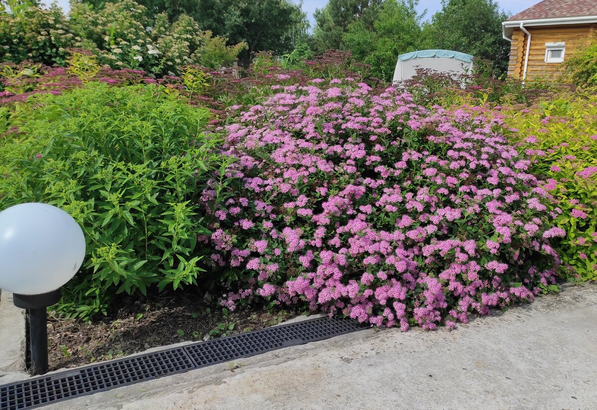    Цветет спирея японская 'Little Princess'. Фото автора