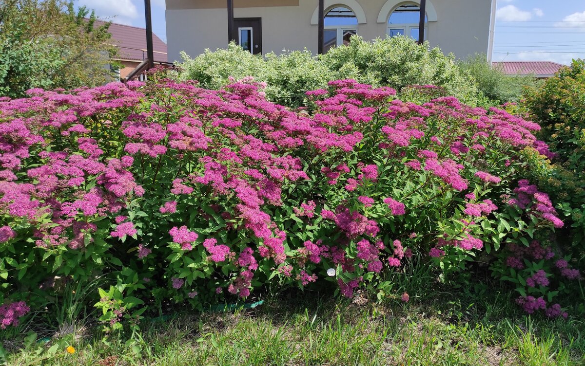    Цветет спирея Бумальда 'Anthony Waterer'. Фото автора