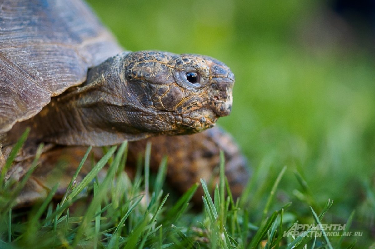    На севере Красноярского края исследователи нашли останки древних черепах