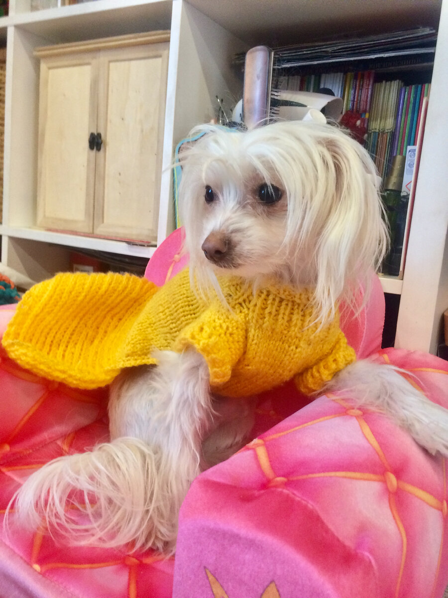 Мишелька в  вязаном платье