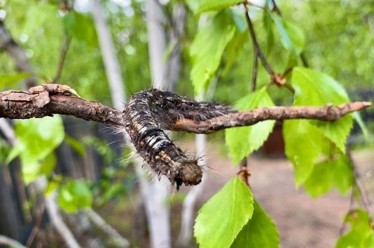 яндекс картинки