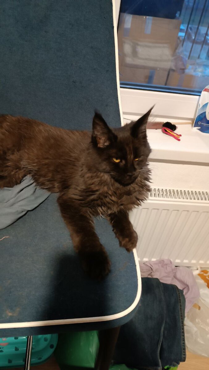 Сидит, дремлет