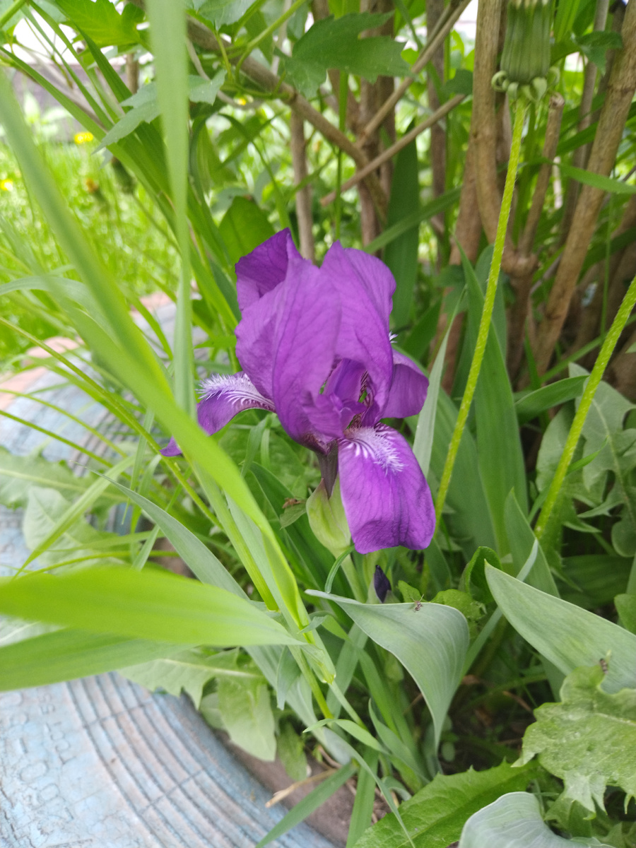 Ирис зацвел, когда уже казалось, что все его корни и цветоносы вымерзли...