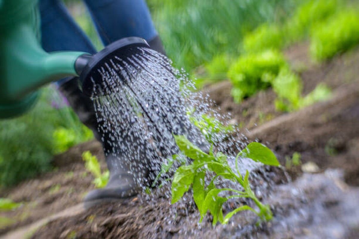    Поливать огород желательно утром, когда почва ещё не сильно прогрета Юлия Полякова