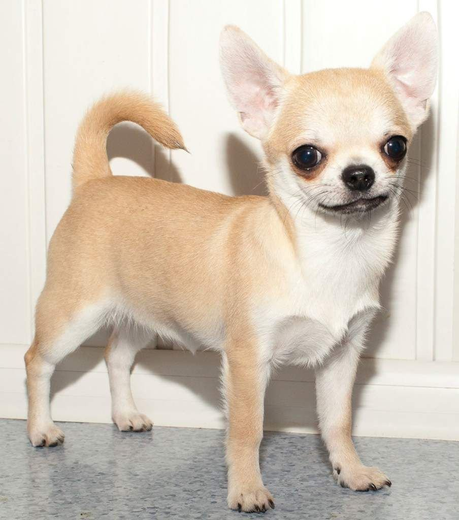 Чихуя. Порода собак чихуахуа. Собака чихуа Хуа Хуа. Чихуахуа кобби длинношерстный. Кремовый чихуахуа гладкошерстный.