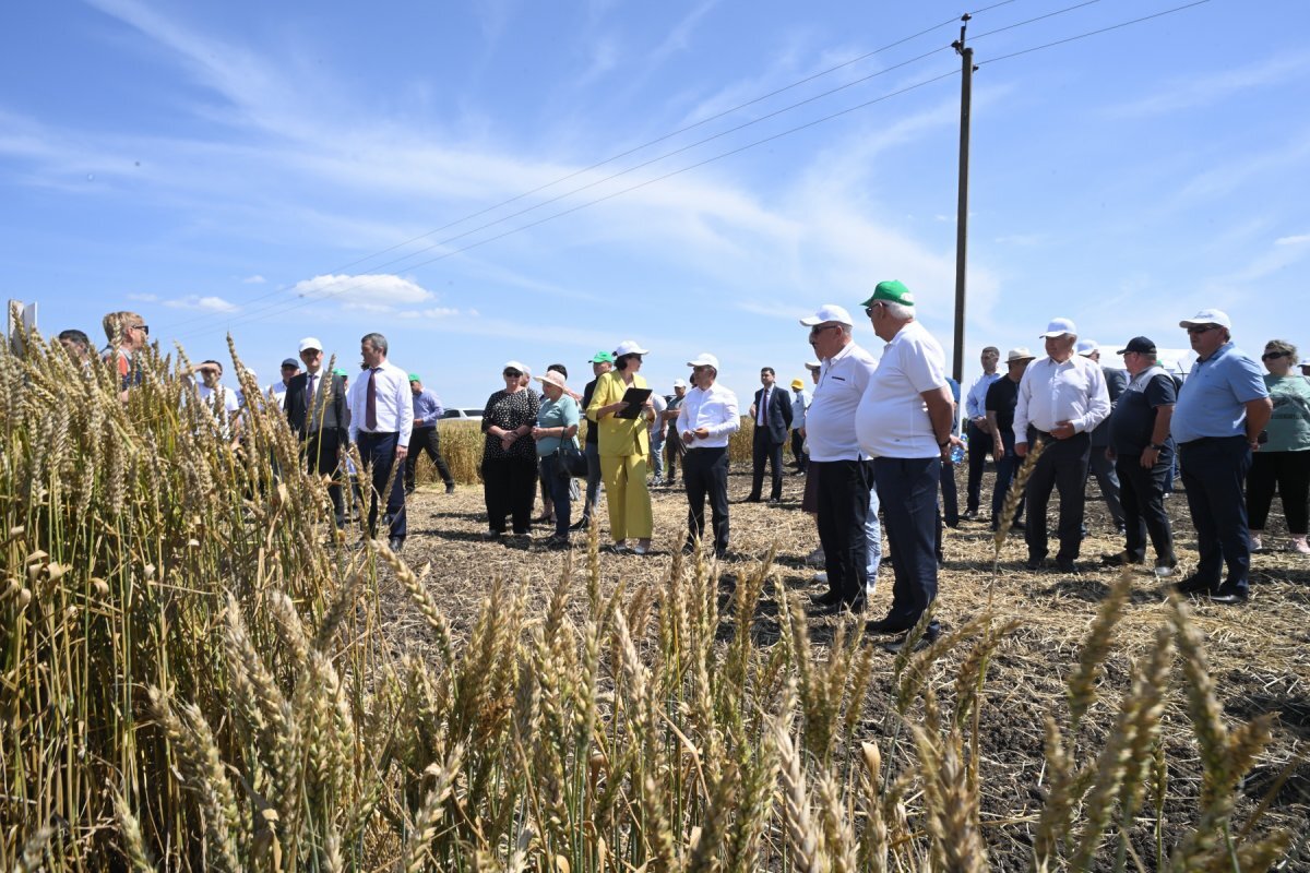    В Адыгее идёт подготовка к уборке озимых зерновых